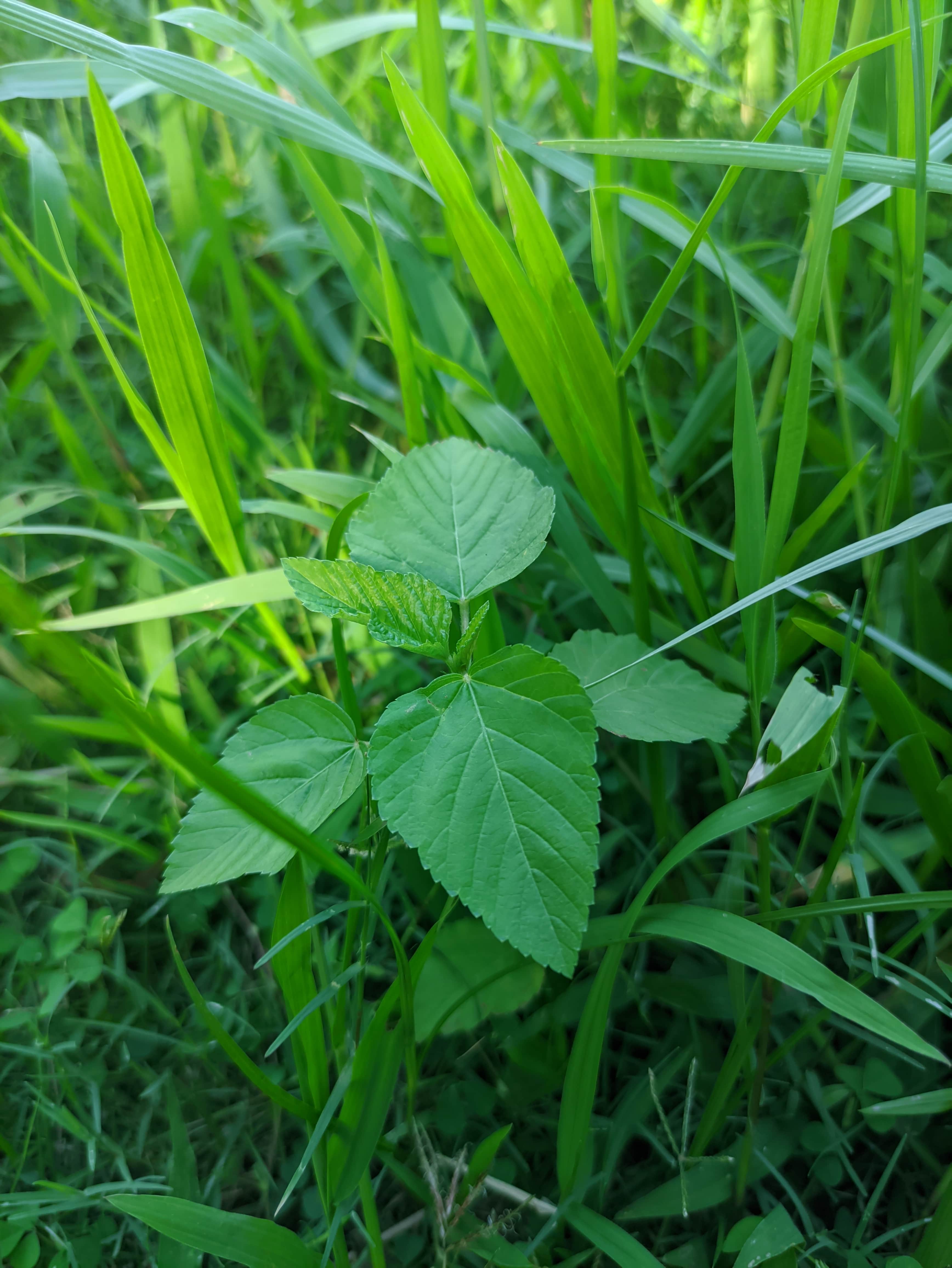 啊，我爱这小草和绿叶